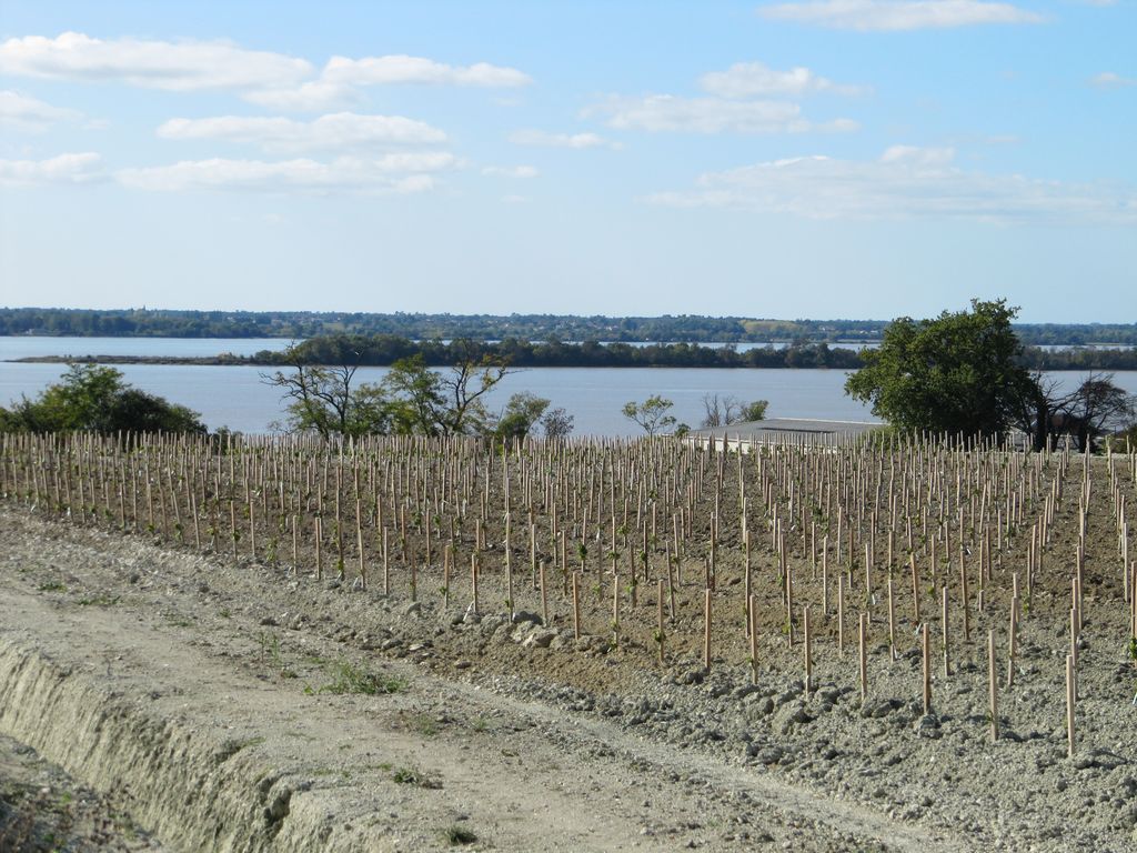 Vue depuis les hauteurs de Gontier vers l'estuaire, avec des plantations récentes de vignes.