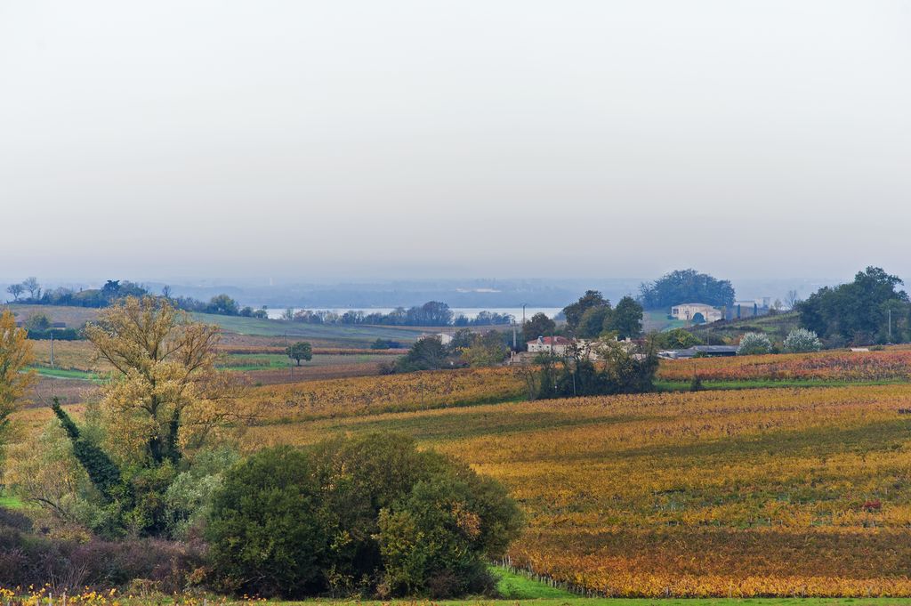 Paysage viticole et vue sur estuaire depuis Graulet.
