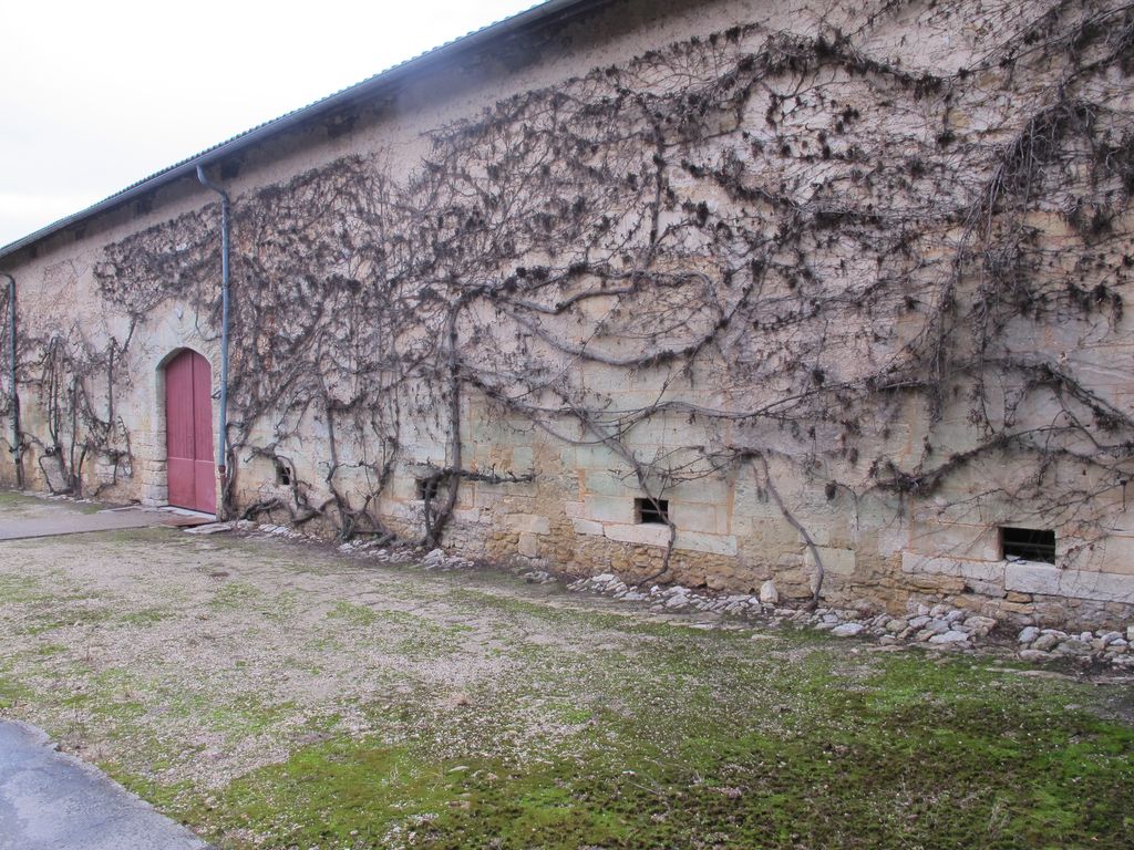 Cour des bâtiments viticoles, aile nord : élévation du cuvier, avec traces d'anciennes baies de décharge.