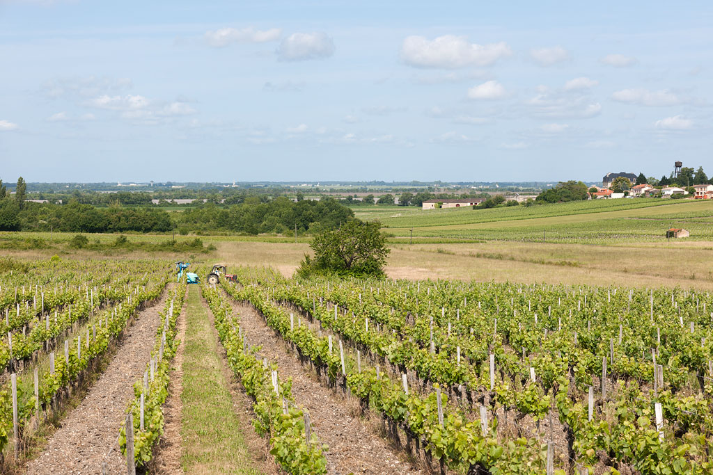 Vue du paysage de la commune depuis le chemin des Prieurs vers l'estuaire de la Gironde.