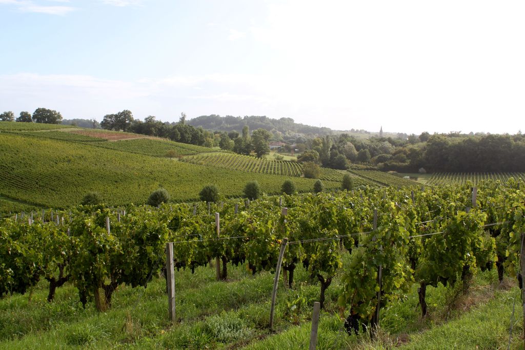 Paysage viticole (vers Lansac depuis Poyanne).