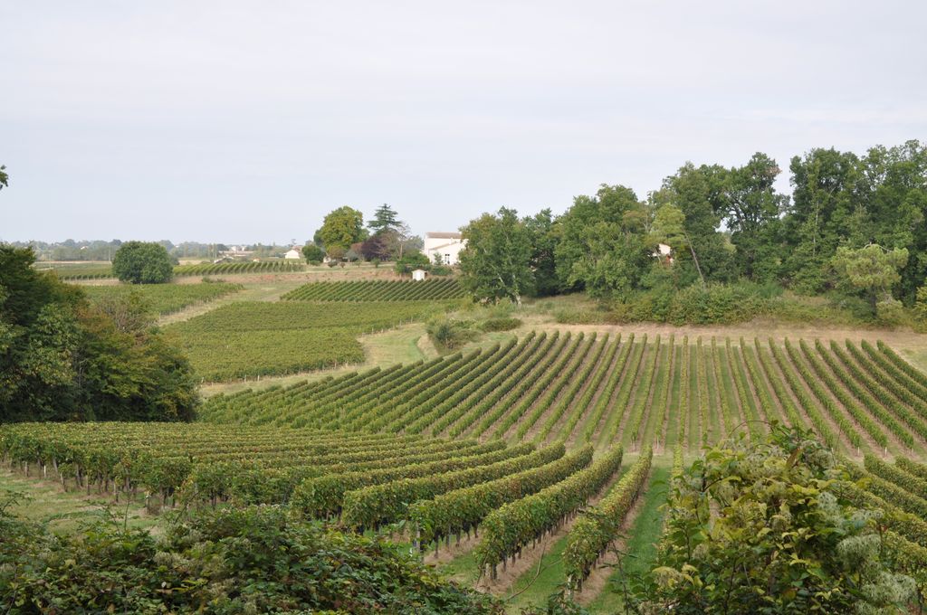 Paysage : croupes de vignes à Bas Jappeloup.