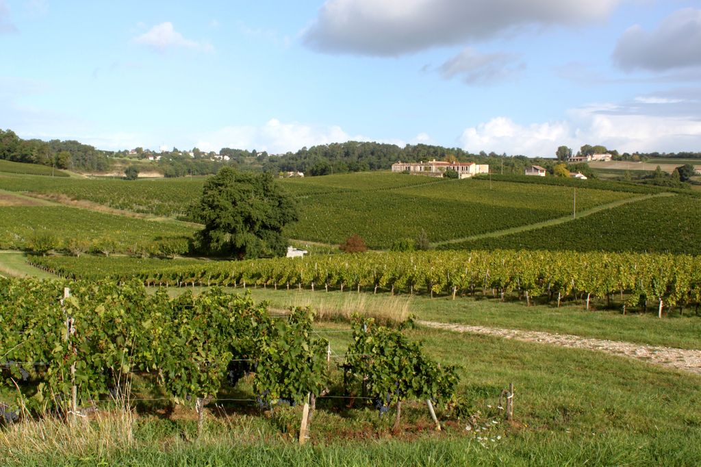Paysage viticole au sud du lieu-dit Poyanne.