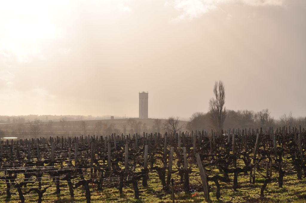 Paysage viticole au sud de la commune, au loin le château d'eau de Saint-Estèphe (vue depuis le château Sociando-Mallet).