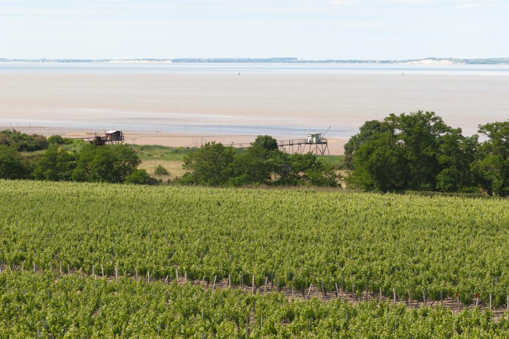 Paysage de vigne et bords d'estuaire près du Château de La Tour de By.