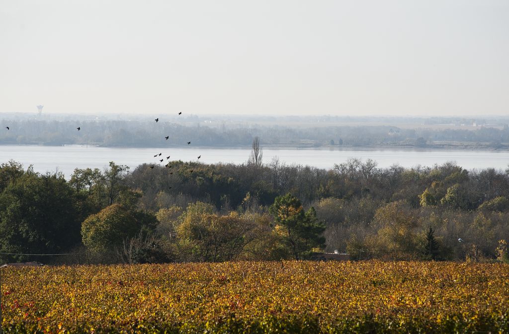 Paysage viticole et vue sur l'estuaire.