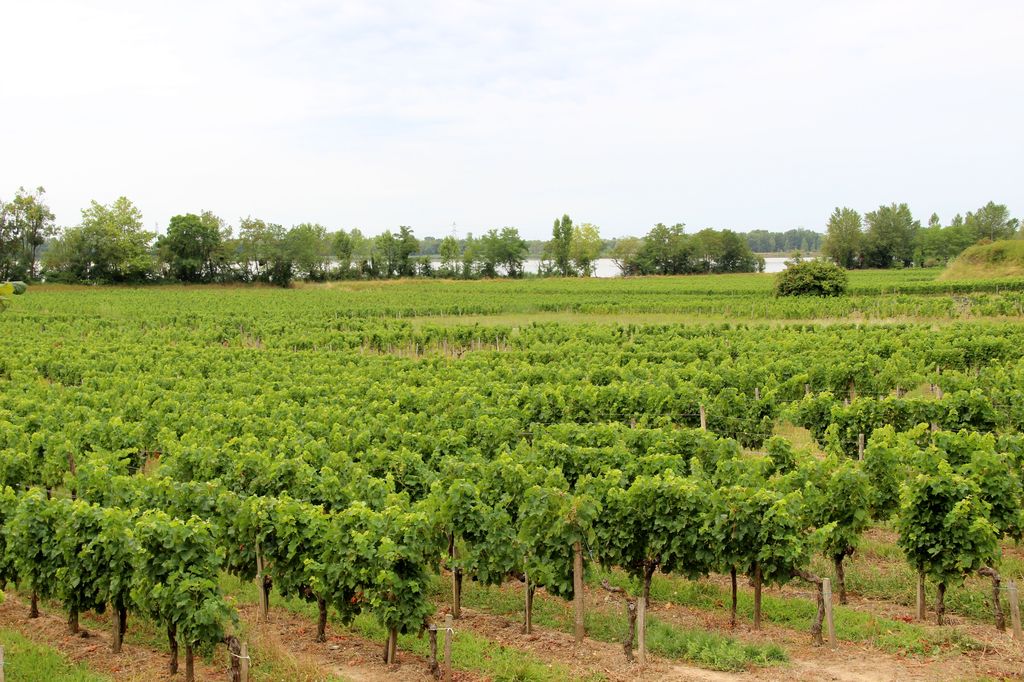 Vignoble en bord de Dordogne (entre les hameaux des Cabanes et de Clotte-Blanche).
