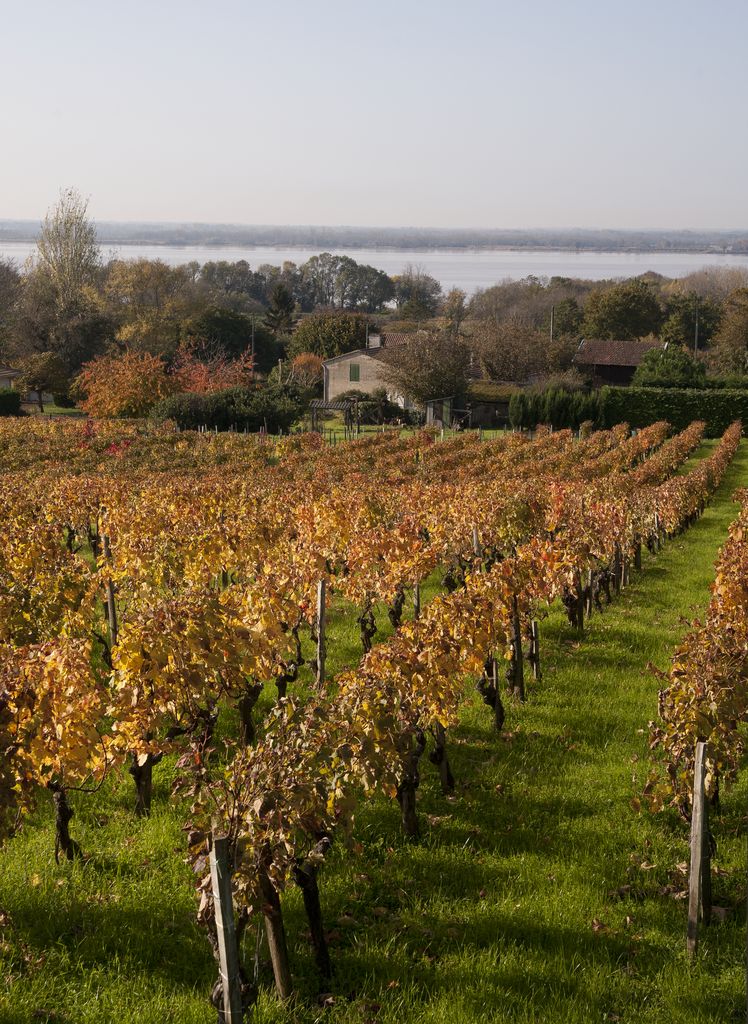 Paysage viticole et vue sur l'estuaire.