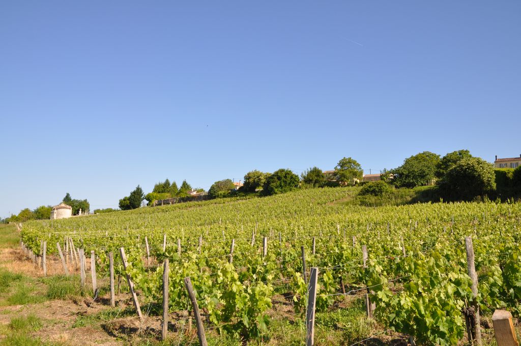 Coteau viticole à Cazelle.