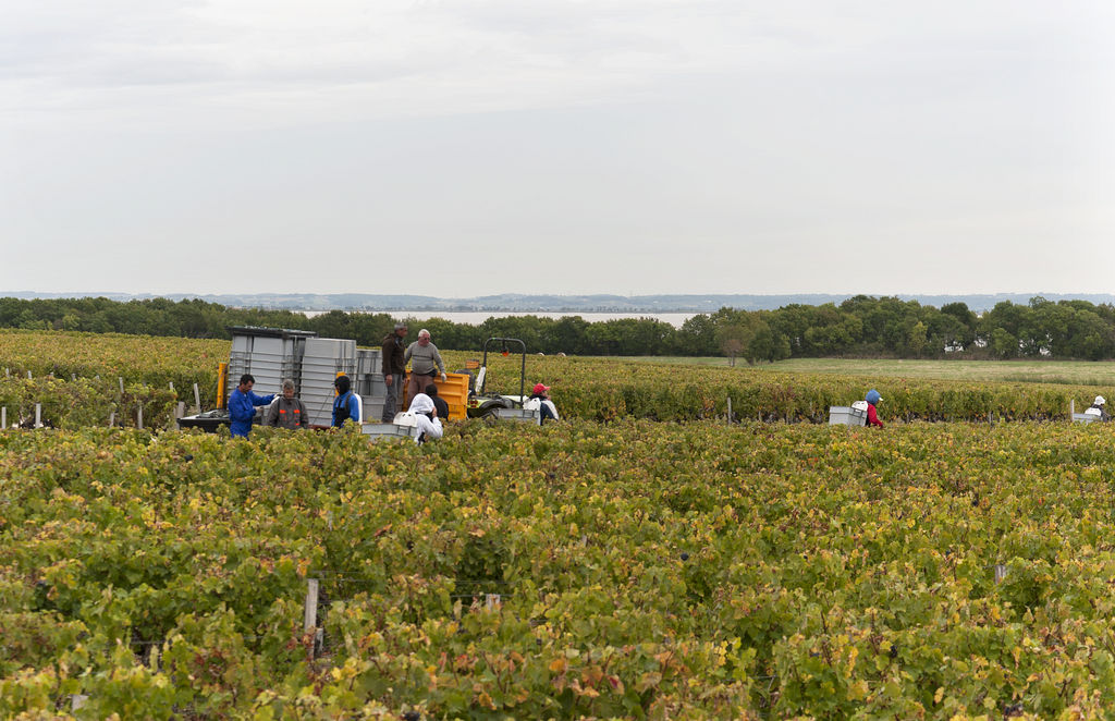 Scène de vendange dans les vignoble de Saint-Seurin-de-Cadourne.