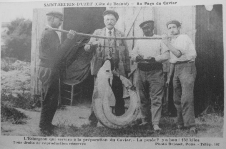 Pesée d'un esturgeon sur le port de Saint-Seurin-d'Uzet vers 1930.