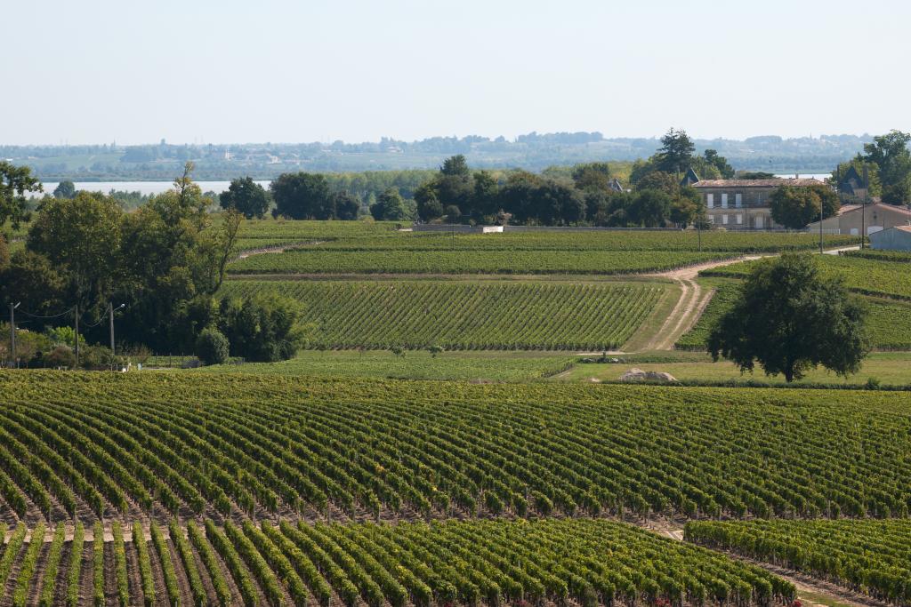 Paysage viticole à Saint-Julien-Beychevelle.