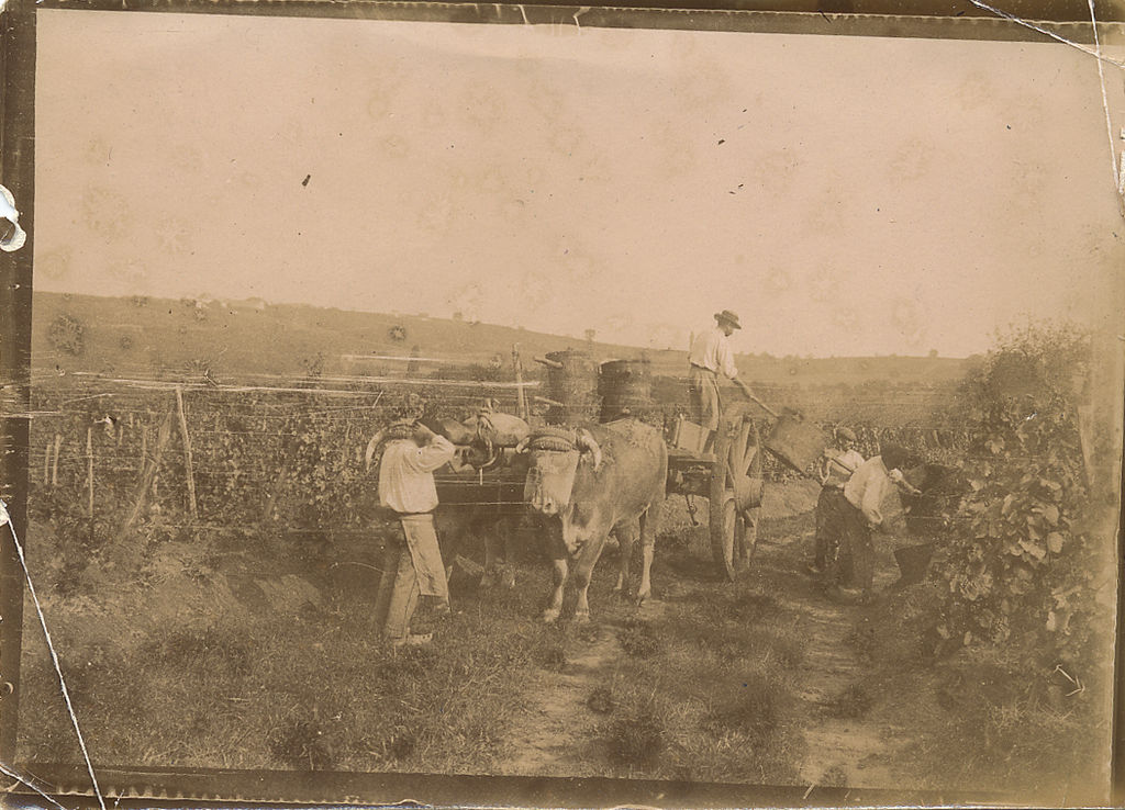 Charrette à boeufs dans les vignes de Malagar, début 1900 (Centre François Mauriac de Malagar).