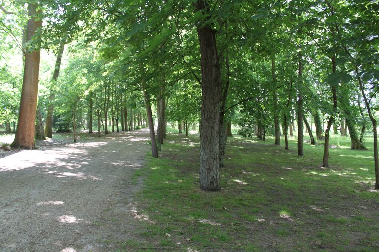 Forêt : vestige des allées du plan de 1927 réalisé par le paysagiste Duprat.
