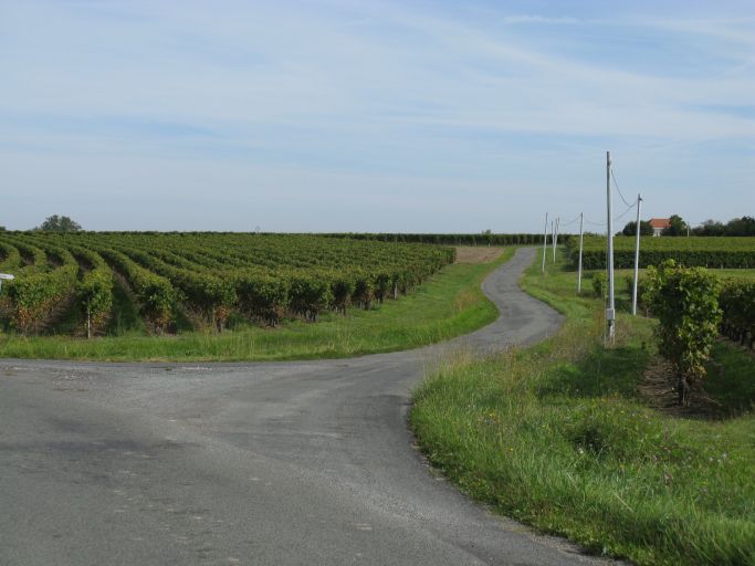 Paysage viticole au sud de la Salle et de Beauchêne.