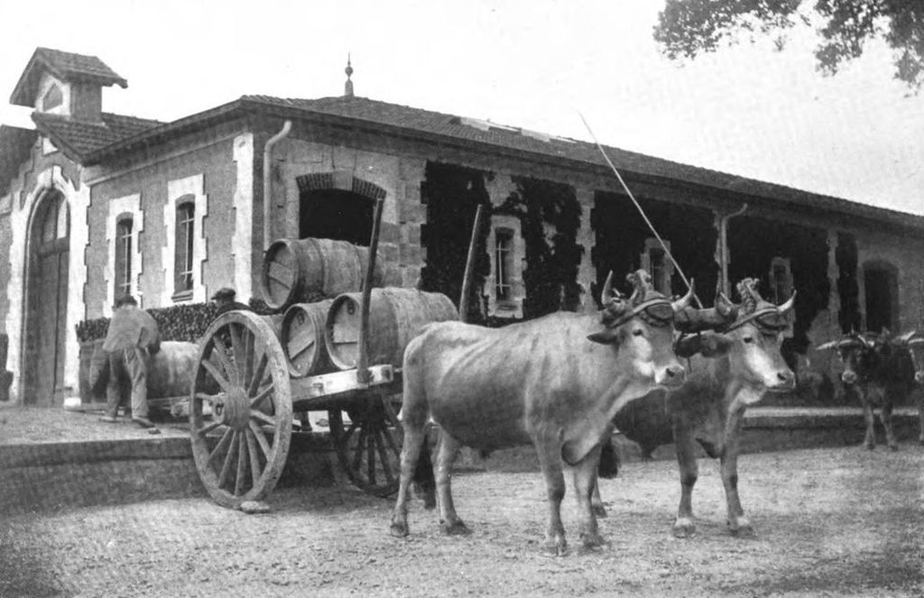 Photographie publiée en 1907 : transport des barriques par charrette à bœufs.