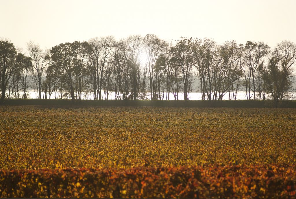 Paysage de palus plantés en vigne.