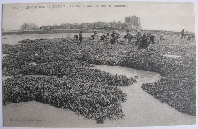 Pêche aux huîtres à marée basse, carte postale du début du 20e siècle.