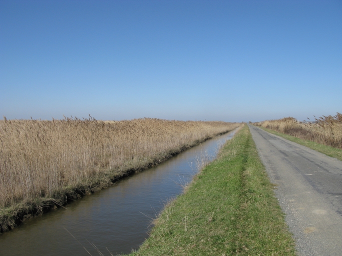 Roseaux, canal secondaire et route dans les marais desséchés.