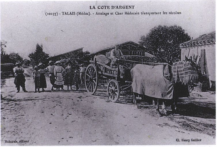 Carte postale (collection particulière), 1ère moitié du 20e siècle : La Cote d'Argent. Attelage et char médocain transportant les récoltes.