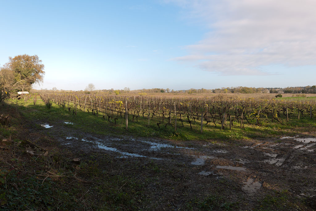Paysage viticole sur l'île du Nord (secteur des Maisons-Neuves).