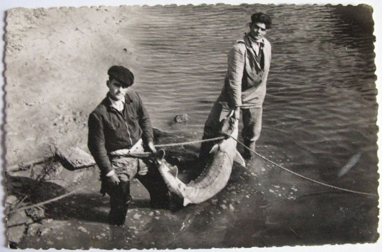 Pêcheurs à l'esturgeon vers 1950.