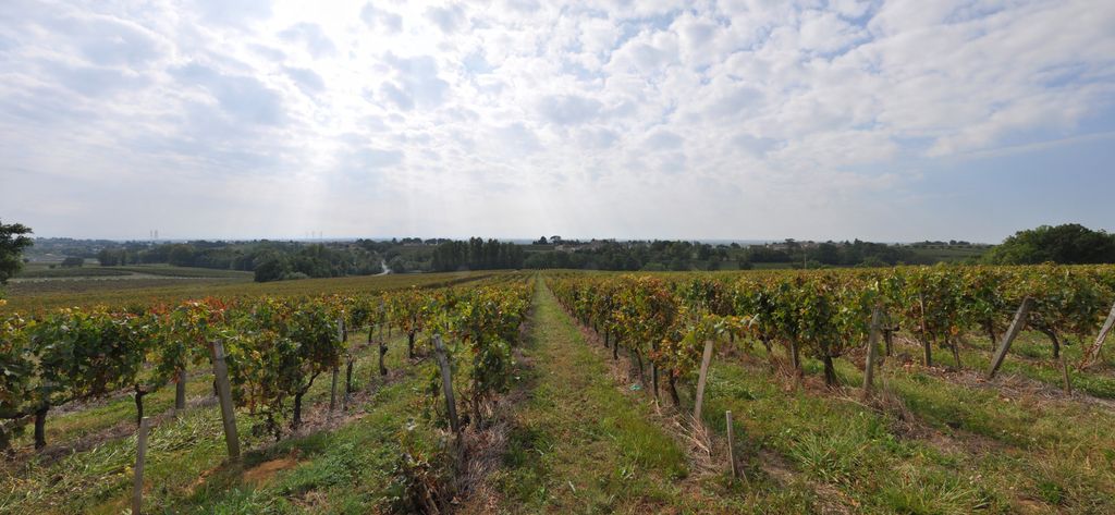 Croupes de vignes descendant vers l'estuaire, vue depuis Prébeyring.