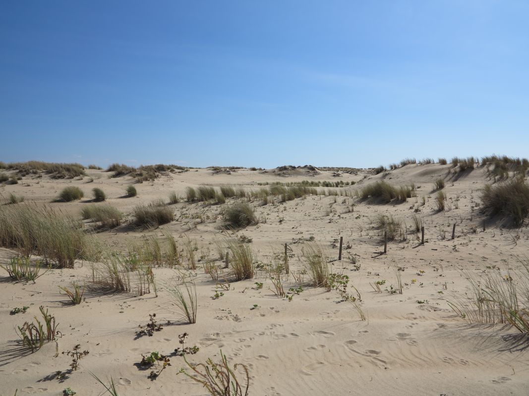 La flèche de Bonne Anse, un désert de sable.