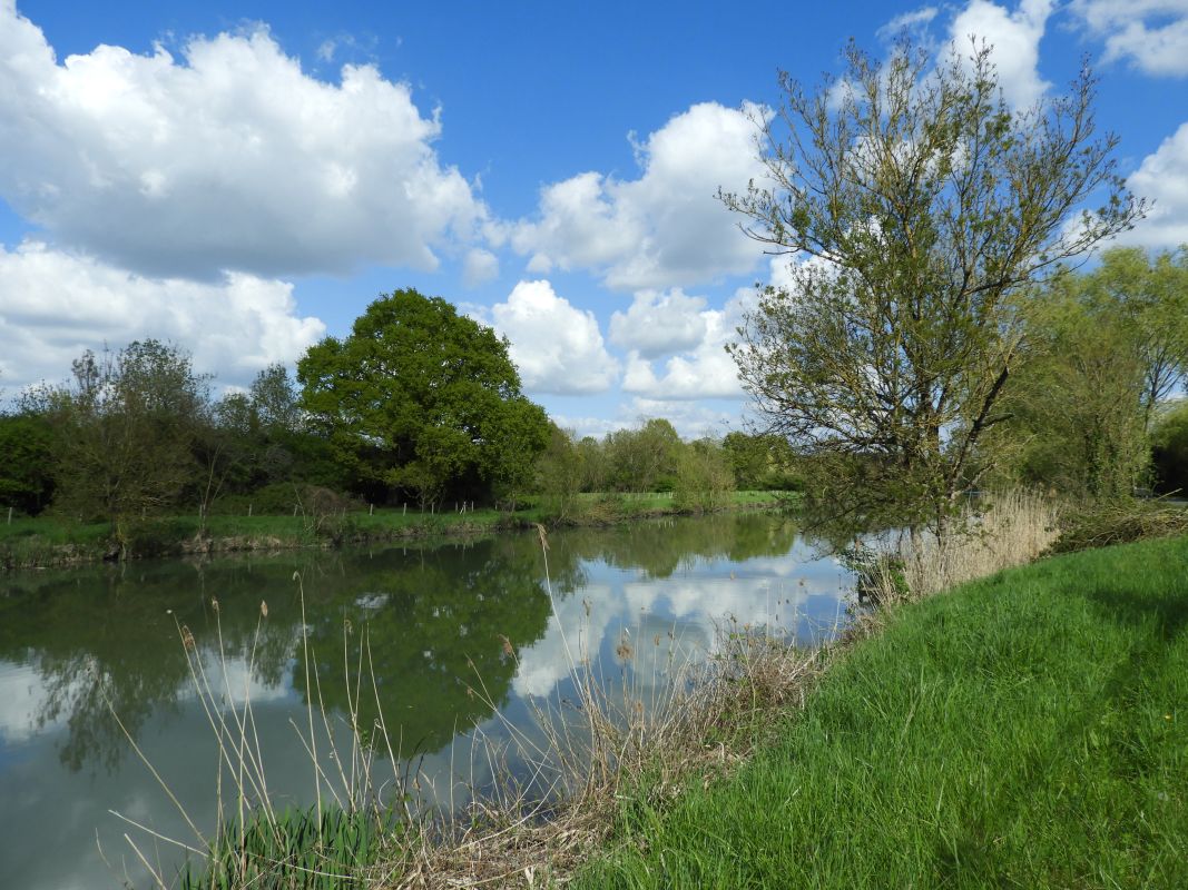 La Vieille Sèvre au Marais des Sauveurs, vers l'amont, au printemps.
