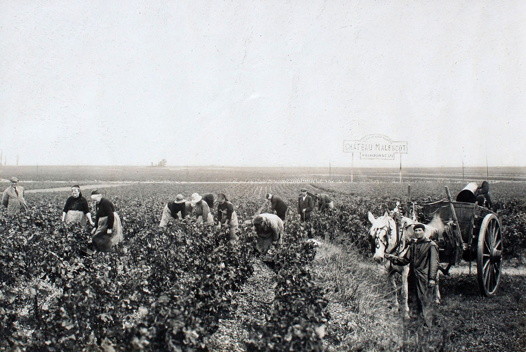 Photographie : travail dans les vignes (collection particulière).