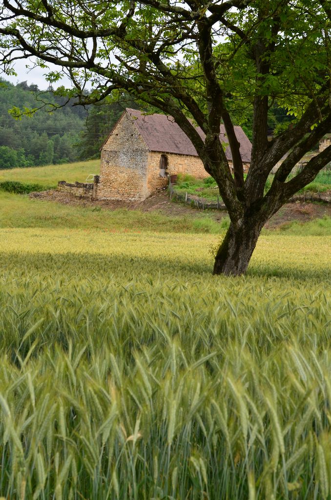 Vue des champs de blé à Valmassingeas avec, à l'arrière-plan, une ancienne grange.