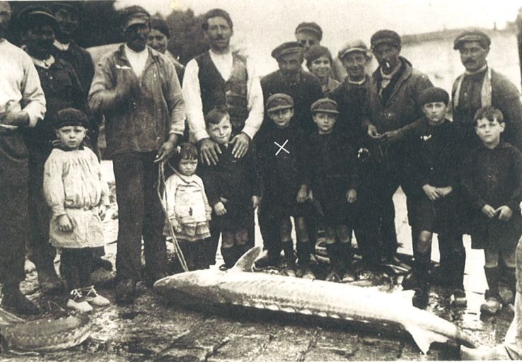 Retour de la pêche à l'esturgeon vers 1925.