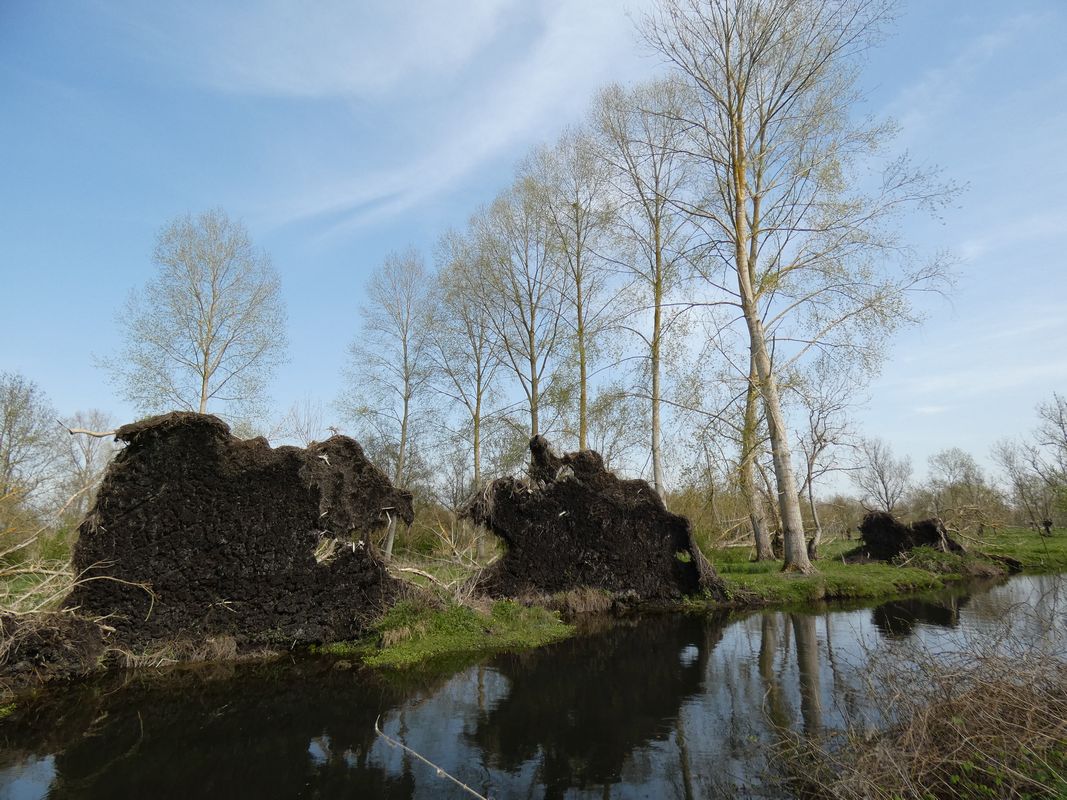 Souches de peupliers couchés le long de la rigole d'Amuré.