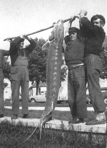 Retour de la pêche à l'esturgeon vers 1950.