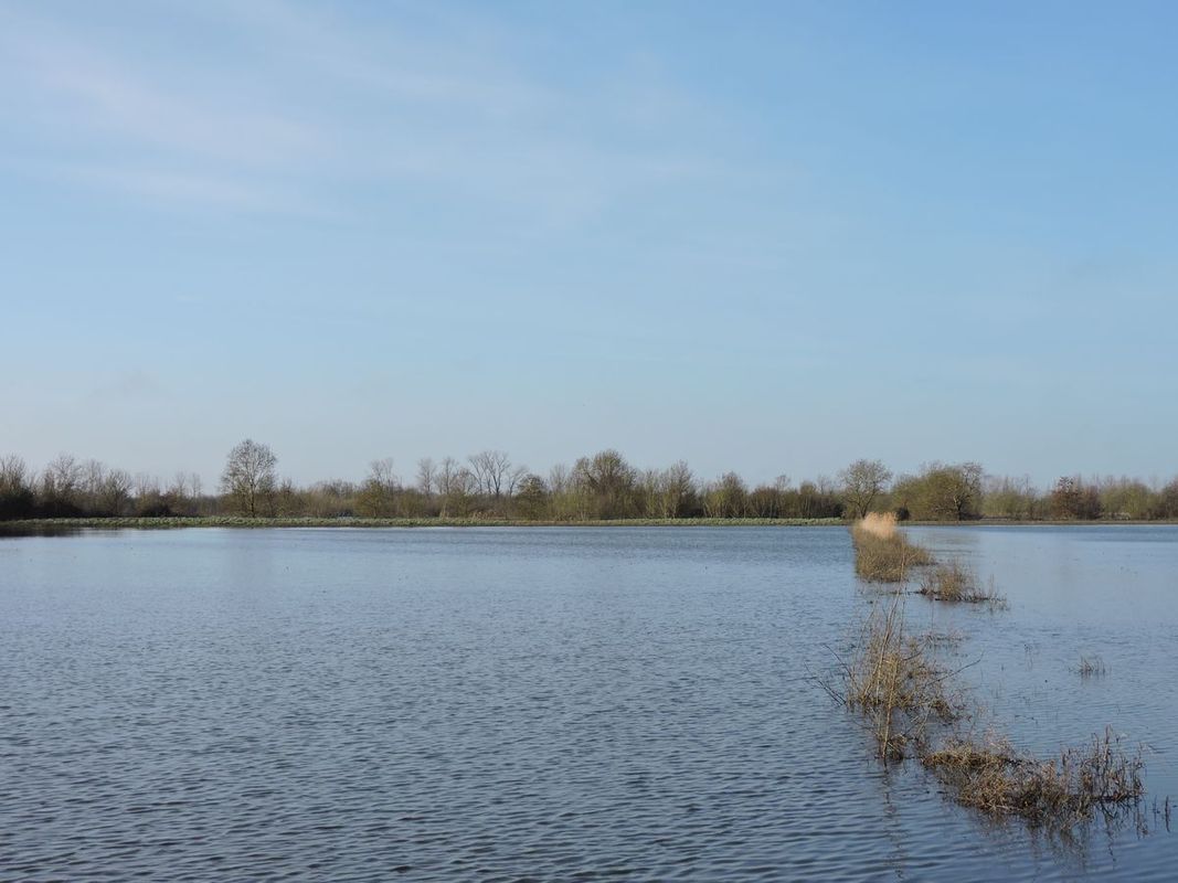 Jour d'inondation dans les marais mouillés des Vrillers.