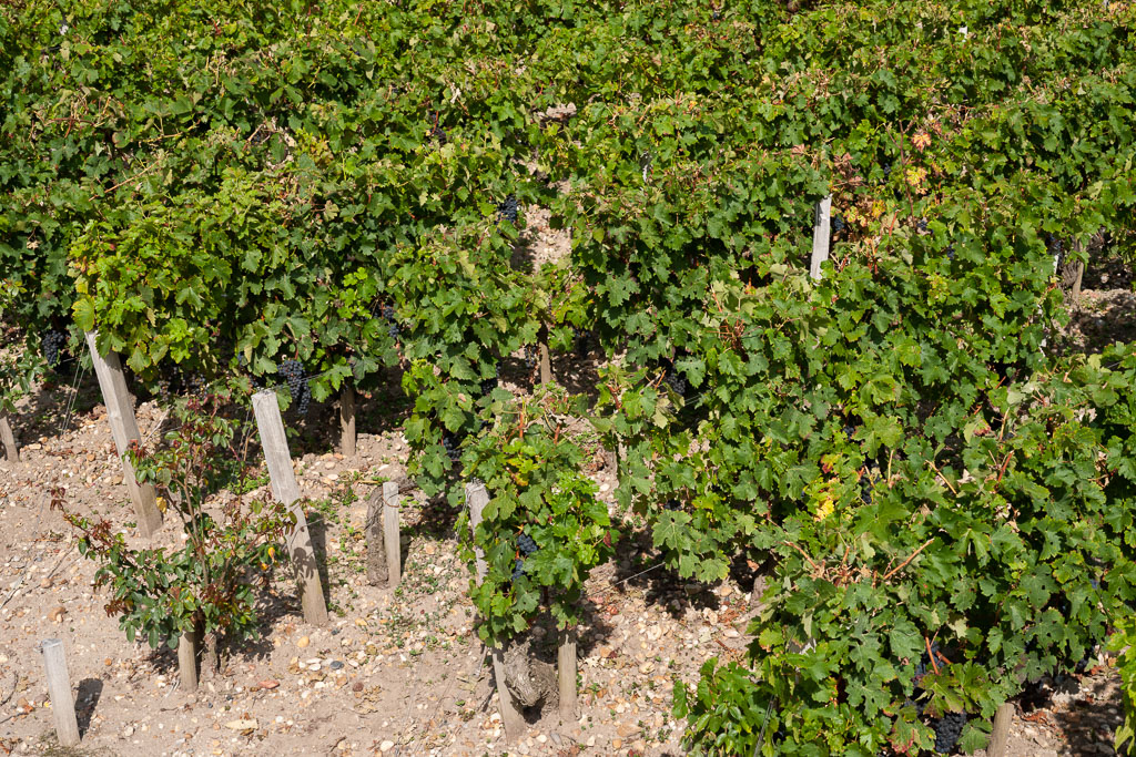 Vignes.