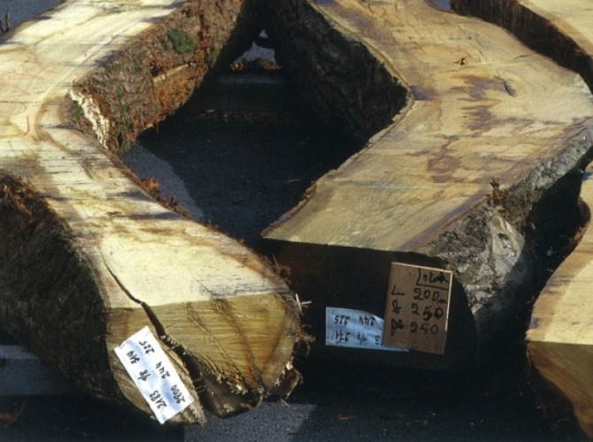 Ce bois de chêne, en cours de séchage, a été choisi en raison de sa courbure adaptée aux formes de L'Hermione.
