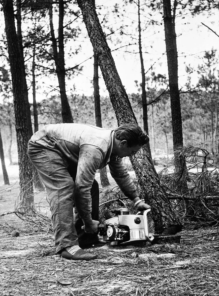 Travail en forêt, abattage des pins. Photo Océan, M. Pegeot, Mimizan, 1930. A. Privées.