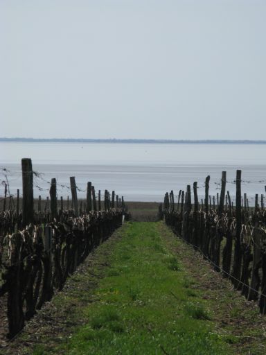 Vignes en bord d'estuaire.