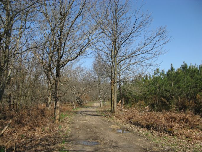 Chemin dans la forêt de Saint-Seurin.