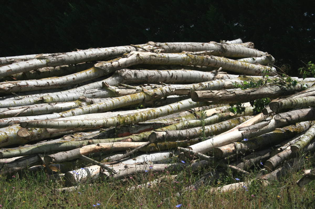 Les troncs d'arbres avant traitement.